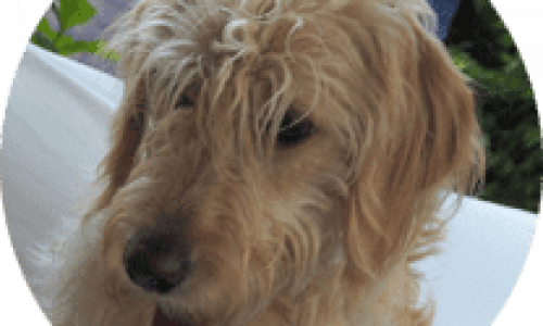 lotta-1-der-Firmenhund –bei-KISP lotta-1-der-Firmenhund --bei-KISP